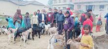 वडा नं. १ मा पि.पि.आर तथा एच.एस.बी.क्यु भ्याक्सिन संचालन गरिएको केही दृष्य।।
